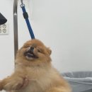 (단기)펫푸드(자격증) | 안산애견미용학원 자격증 저렴하게 3개월만에 취득했어요!
