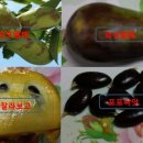 포포 이미지