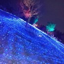 푸른공원 | 💙 도심 속 푸른 바다! 2026 도쿄 토네리 공원 네모필라 라이트업 직관 후기 🐾