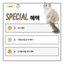 랙돌캐터리 이미지