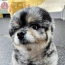 핑키펫 | 서울 서대문구 애견호텔 핑키펫 애견유치원&amp;애견호텔 가격 위치 이벤트