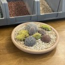 레푸기움 이미지