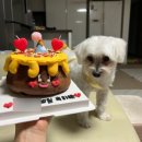 예뿌고 | 대전 둔산동 탄방동 레터링케이크 ㅣ 모아나케이크 내돈내산 재방문 후기