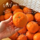 보내농장 | 제주 카라향 산지직송 승수농장에서 귤택배 내돈내산 후기