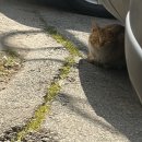 진성원 | 군산 중국집 웨이팅 기본? 진성원 간짜장 솔직후기 (내돈내산)