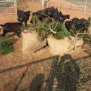 월야축사 이미지