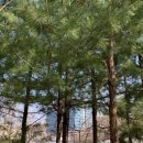 늘푸른소나무공인중개사사무소 이미지