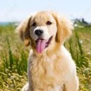 강아지 목욕탕 이미지