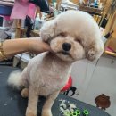 더도그맘