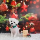 땡자네 묭실 이미지