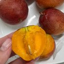 최강자농장 | 고급스러운 맛이 일품인 프리미엄 고당도 제주미니애플망고