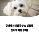 바람난 강아지 | 강아지 외이염 증상부터 넵트라 치료까지 실사용 후기