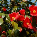 동백나무꽃(Camellia) 이미지