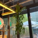 석송가든식당 | 전국 식물도매 전문 조인폴리아 대품 식물