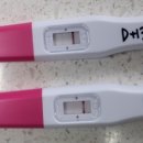 진해 희망의집 | 배란14일차(생리예정일) 얼리 임테기 후기｜피검사는 음성이었는데 T선이 더 진해졌습니다