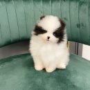 강아지분양 타임도그 애견샵 목동점 | 목동강아지분양 세 가지 선택의 기준으로 (건강보장/ 사후관리/ 비용)