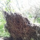 일박이일 B 이미지