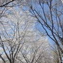 풍경운동장 화장실 | 부천 원미산 진달래축제 후기🌸 주차 지옥부터 화장실 대기, 공연까지 솔직 리뷰