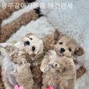 광주강아지분양 애견만세 이미지