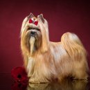 Dog Salon 이미지