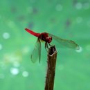 고추잠자리 이미지