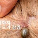 아기 스키터증후군 원인 증상 치료 성인 스키터증후군 모기 알레르기 이미지