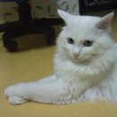 피카소 동물병원 이미지