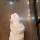 도그반하다 이미지