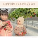 영천열매마농장 | 또로롱딸기 농장 논산 딸기체험 12월 수확체험후기