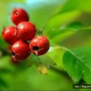 산사나무한의원 이미지