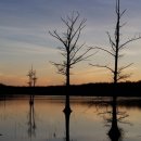 미운오리 이미지