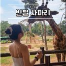 푸꾸옥 그랜드 월드, 빈펄 사파리 오픈런 입장권 주트램 후기