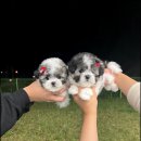 앨리스코리아켄넬 이미지