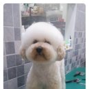 뽀송 이미지