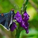 블리스데이(Bliss Day) 이미지