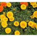 금빛행복나라 이미지