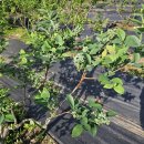 하은농장 이미지