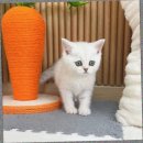 캣스토리 | 일산고양이입양, 캣스토리 고양이분양 일산본점에서 특별한 만남을 준비하세요 💕