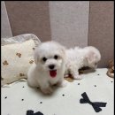 멍앤냥 강아지고양이 안양점 이미지