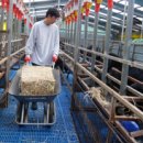 백봉춘천농장 이미지