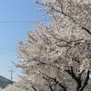 가야산애