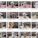 우한수 애견미용실 이미지