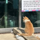 고창선운사 정금자할매풍천장어 이미지