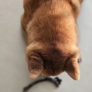 츄잇츄 이미지