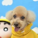 코아애견 이미지