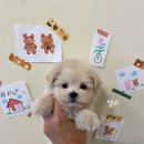 샵펫 강아지분양 울산점 이미지