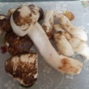 송이마트 이미지