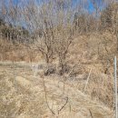 능금농장 | 사과 농사 지으면서 궁금해진 한국 사과의 역사