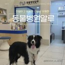 동물병원알루 이미지