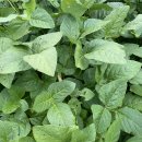 청자농장 이미지